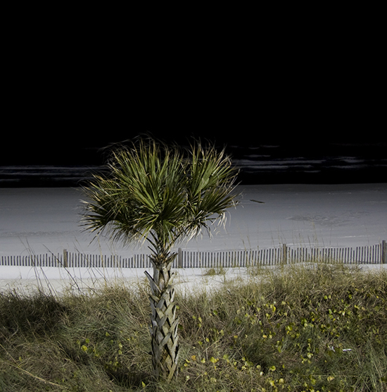 palm_tree_at_night