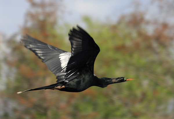 american anhinga